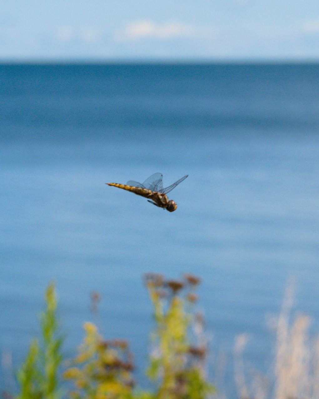 Nature - Dragonfly